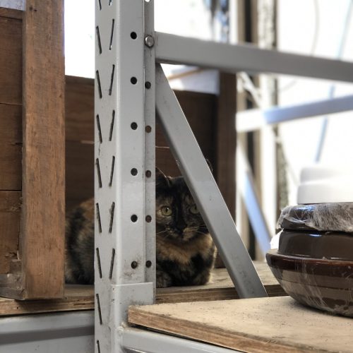 portrait-cat-sitting-wood
